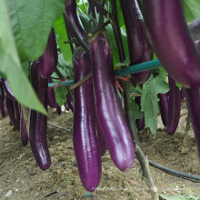 HE18 Jangli graines d&#39;aubergine hybride long violet rouge pour la plantation